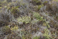 Asparagus rubicundus