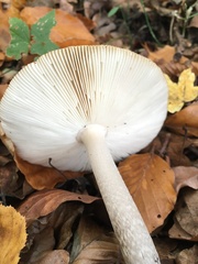 Amanita submembranacea