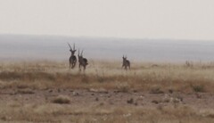 Oryx gazella