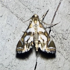 Chrysendeton medicinalis