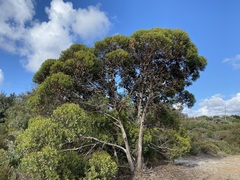 Eucalyptus conferruminata