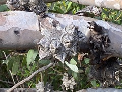 Eucalyptus conferruminata