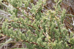 Asparagus rubicundus