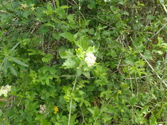 Microglossa mespilifolia