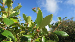 Ternstroemia gymnanthera