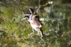 Geothelphusa bicolor