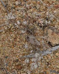 Polycarpaea spirostylis