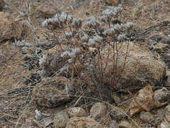 Polycarpaea spirostylis