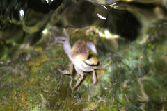 Geothelphusa bicolor