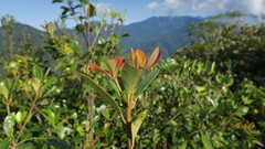 Ternstroemia gymnanthera