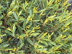 Eucalyptus conferruminata