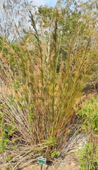 Rhodocoma capensis