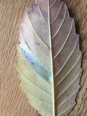 Phyllonorycter argentinotella