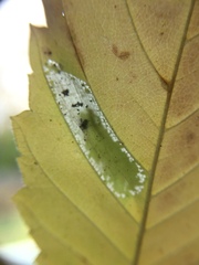 Phyllonorycter argentinotella