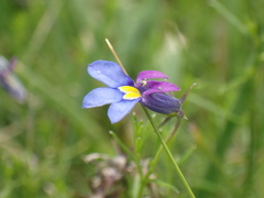 Monopsis decipiens