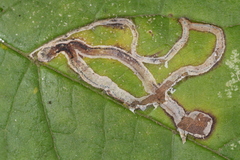 Phytomyza ilicis group