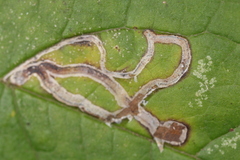 Phytomyza ilicis group