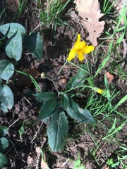 Hieracium murorum
