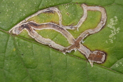 Phytomyza ilicis group