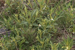 Solanum campylacanthum