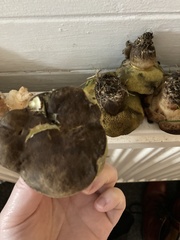 Xerocomellus pruinatus