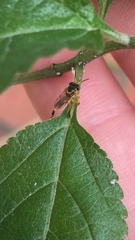 Tetragonisca fiebrigi