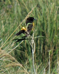 Pseudoleistes guirahuro