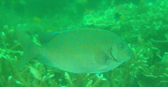Siganus punctatus