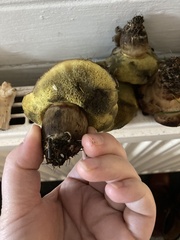 Xerocomellus pruinatus