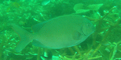 Siganus punctatus