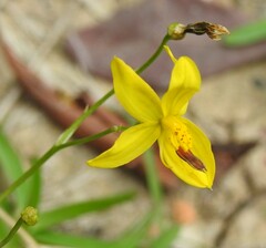 Cyanella lutea