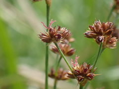 Juncus lomatophyllus