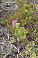 Pelargonium cucullatum cucullatum