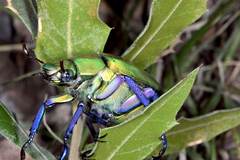 Chrysina beyeri
