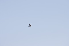 Chrysococcyx caprius