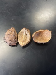 Aesculus hippocastanum