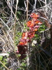 Chasmanthe aethiopica