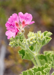 Pelargonium cucullatum cucullatum