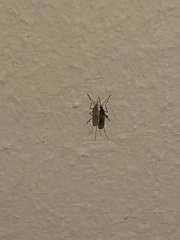 Culicinae
