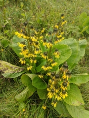 Cremanthodium arnicoides