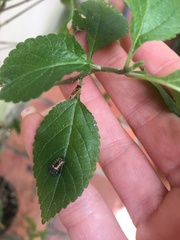 Harmonia axyridis