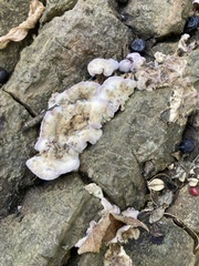 Chondrostereum purpureum