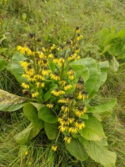 Cremanthodium arnicoides