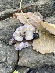 Chondrostereum purpureum