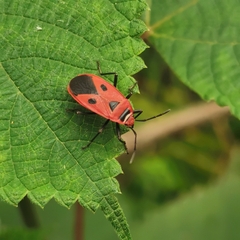 Pyrrhopeplus carduelis