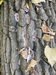 Chondrostereum purpureum