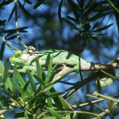 Bradypodion damaranum