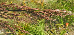 Rhodocoma capensis