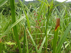 Juncus lomatophyllus