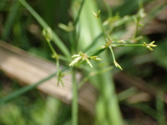 Cyperus sphaerospermus